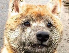 世俱杯决赛-桑巴铁骑对决黄潜艇，佩德里一束光，照亮跨越重洋的绿茵对话