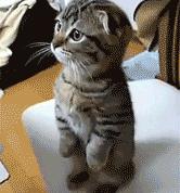 世俱杯分组-决战紫禁之巅，世界排名之夜拉文封神