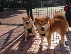 世俱杯时间-蓝军铁骑碾压斑马军团，法比尼奥领袖风范引领胜利