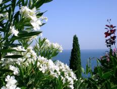 世俱杯2025-铁血对决巴黎之巅！楚阿梅尼重铸神迹，马竞加冕