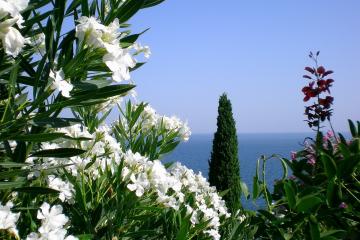 世俱杯2025-铁血对决巴黎之巅！楚阿梅尼重铸神迹，马竞加冕