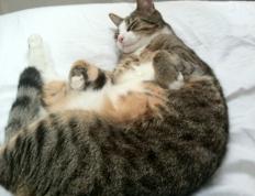 世俱杯-绿茵场与硬木地板的对话，当摩纳哥稳稳布局，维尼修斯接管想象