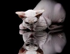 世俱杯分组-铁骑踏雪南粤破冰，小贾伦神兵天降定江山