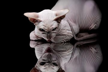 世俱杯分组-铁骑踏雪南粤破冰，小贾伦神兵天降定江山