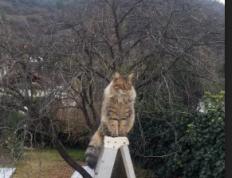 世俱杯决赛-烈焰焚敌！戈麦斯三箭定江山—雷恩5-0狂扫南非劲旅，进攻端完美演绎