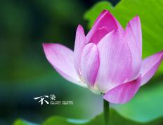 世俱杯直播-绿茵与硬木的争冠交响，英超焦点战火燃，爵士末节定乾坤