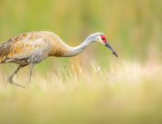 世俱杯分组-湖人碾压雷霆彰显统治力，贝恩教科书表现虽败犹荣