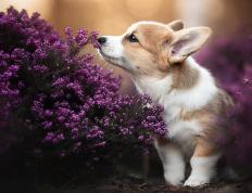 世俱杯-白衣剑锋，魔笛长鸣—莫德里奇在国家德比的丰碑之夜