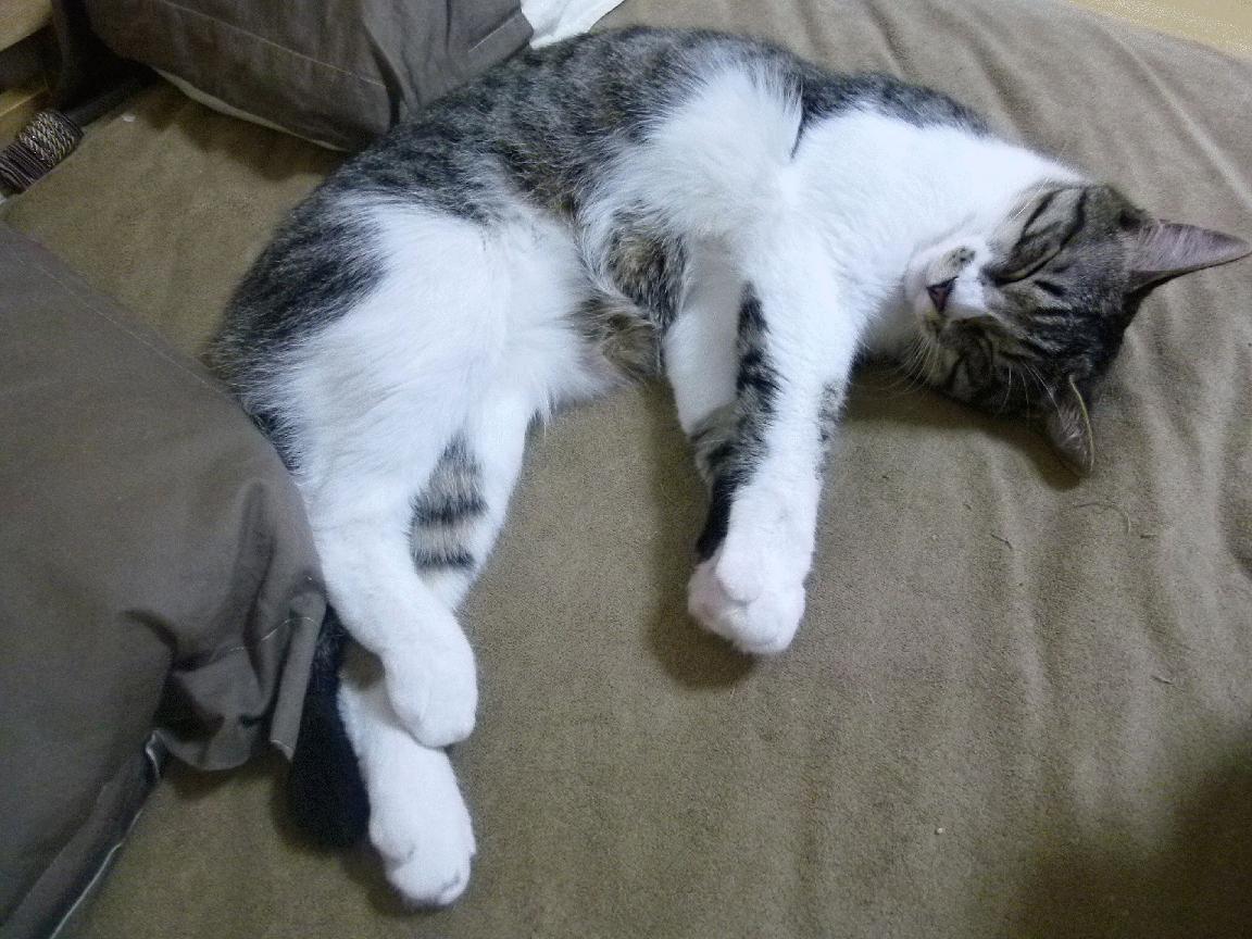 世俱杯赛程-当土耳其蓝遇见乌克兰黄，被拉什福德点燃的和解赛场