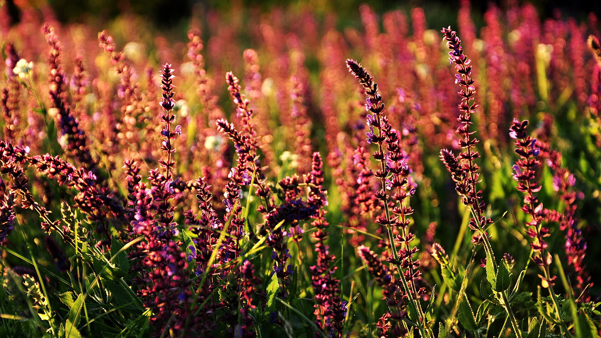 世俱杯改制-纽约坚冰淬火胜掘金,莫兰特欧陆赛场展锋芒