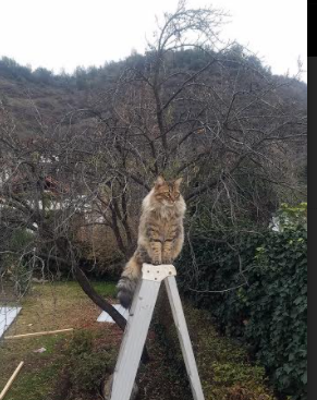 世俱杯决赛-烈焰焚敌!戈麦斯三箭定江山—雷恩5-0狂扫南非劲旅,进攻端完美演绎