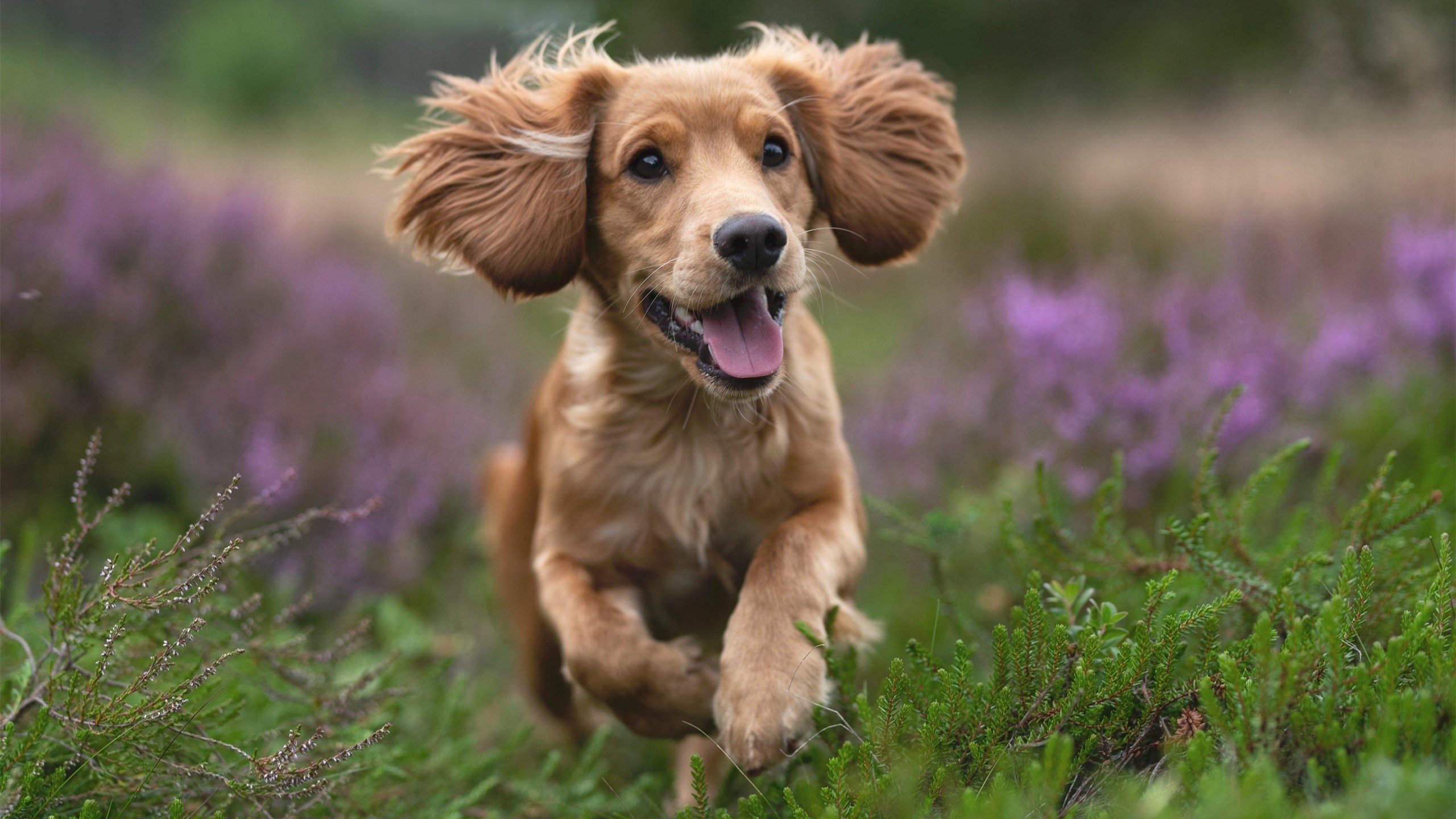 世俱杯-悬念之死与重生，从莫兰特的一击必杀到快船翻盘的启示