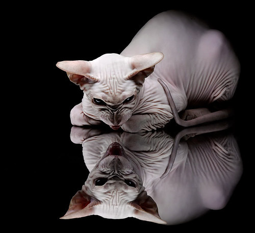 世俱杯直播-新王炸裂与铁血逆袭，马克西统治级数据背后，开拓者如何用连续得分浪潮淹没尼克斯？